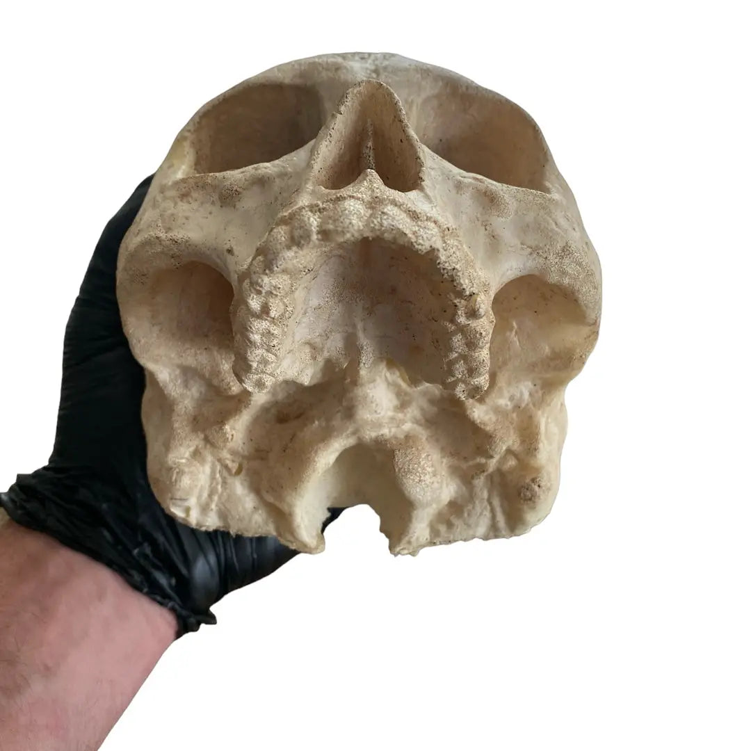 Flat back jawless skull silicone mold by Pacific Mold Design showing mold of human skull without mandible with flat rear surface for wall mounting measuring 6 inches from cranium to teeth