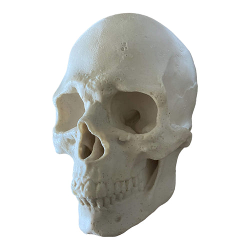 Flat back silicone skull mold by Pacific Mold Design showing two-piece mold with black ABS outer support shell and white silicone inner liner for wall-mountable skull casting
