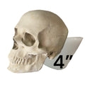 4-inch silicone skull mold by Pacific Mold Design showing flexible mold with deep cranium detail, 4 inches tall by 5 inches long, suitable for resin and candle casting