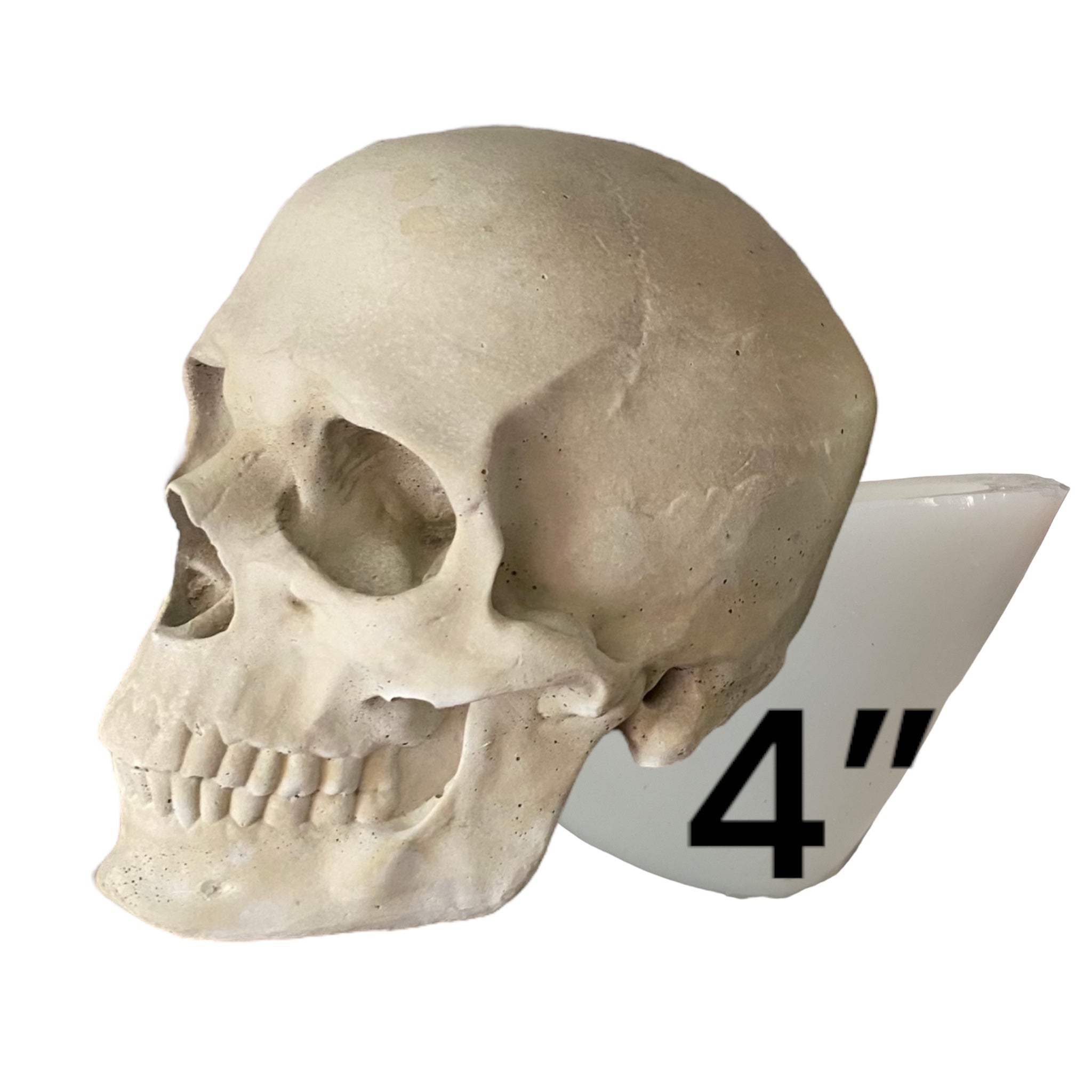 4-inch silicone skull mold by Pacific Mold Design showing flexible mold with deep cranium detail, 4 inches tall by 5 inches long, suitable for resin and candle casting