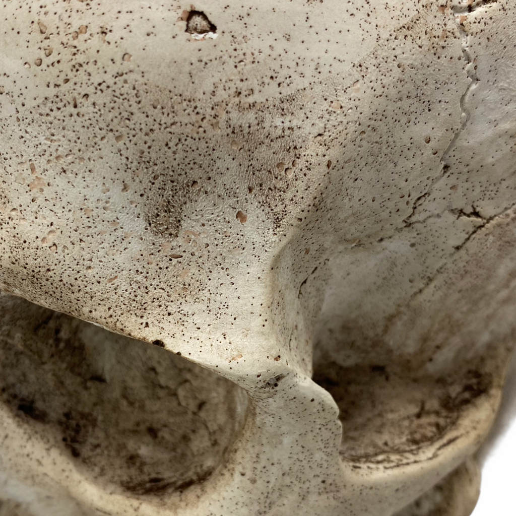 Full-scale human skull silicone mold by Pacific Mold Design shown in beige flexible silicone capturing complete skull anatomy including mandible at life-size 6.5 inches tall