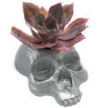 11-inch ABS skull planter mold by Pacific Mold Design showing deep hollow cavity for planting, displayed with a succulent growing from a finished cast