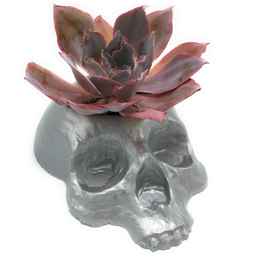 11-inch ABS skull planter mold by Pacific Mold Design showing deep hollow cavity for planting, displayed with a succulent growing from a finished cast