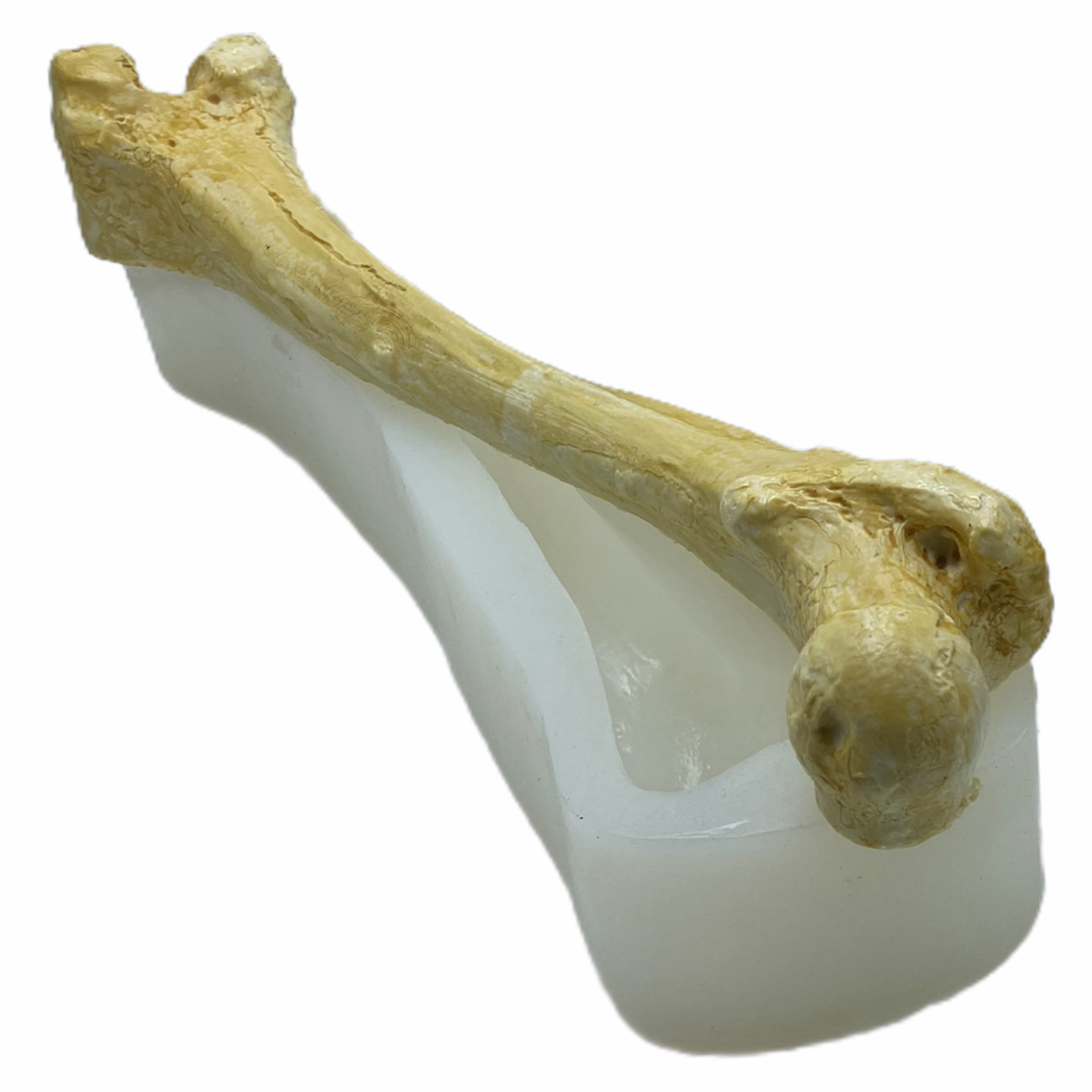 Silicone Mold Femur