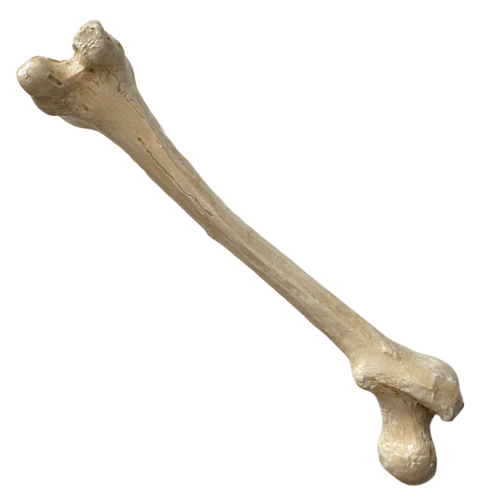 16.5 Inch Femur Silicone Mold - Pacific Mold Design